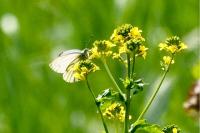 Pieris napi