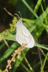 Leptidea sinapis