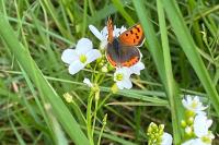 Lycaena phlaeas