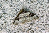 Xanthorhoe fluctuata