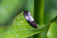 Notocelia cynosbatella