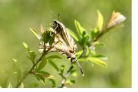 Iphiclides podalirius