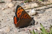 Lycaena phlaeas