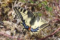 Papilio machaon