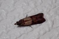 Plodia interpunctella