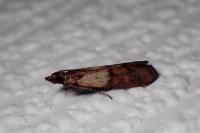 Plodia interpunctella