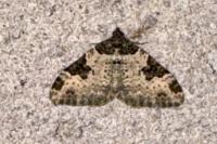 Xanthorhoe fluctuata