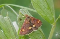 Pyrausta aurata