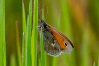 Coenonympha pamphilus