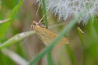 Sitochroa verticalis