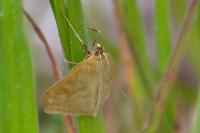 Sitochroa verticalis