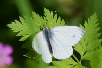 Pieris napi