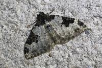 Xanthorhoe fluctuata