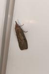 Aphomia sociella