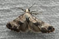 Cochylis posterana