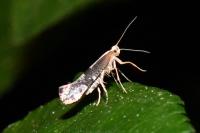 Argyresthia spinosella