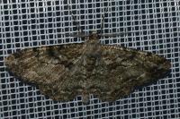 Peribatodes rhomboidaria