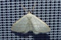 Idaea subsericeata