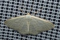 Idaea subsericeata