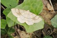 Adactylotis contaminaria