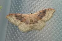 Idaea degeneraria
