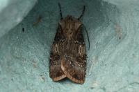 Agrotis puta