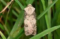 Agrotis puta