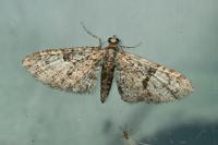 Eupithecia irriguata