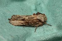 Egira conspicillaris