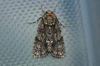 Acronicta rumicis