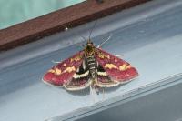 Pyrausta purpuralis