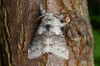 Calliteara pudibunda