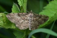 Peribatodes rhomboidaria