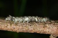 Allophyes oxyacanthae