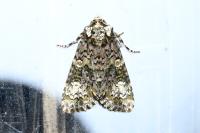 Craniophora ligustri