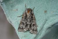 Acronicta auricoma