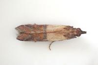 Plodia interpunctella