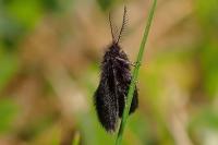 Epichnopterix plumella