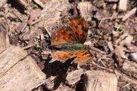 Polygonia c-album
