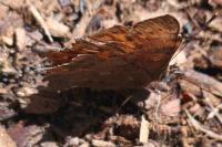 Polygonia c-album