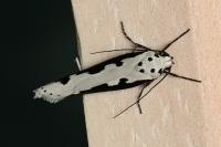 Ethmia bipunctella