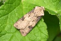 Agrotis puta
