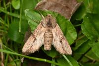 Egira conspicillaris