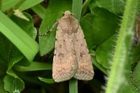 Caradrina clavipalpis