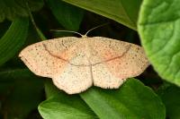 Cyclophora punctaria