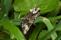 Craniophora ligustri