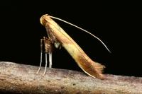 Caloptilia