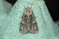Acronicta auricoma