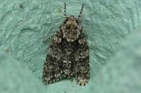 Acronicta rumicis