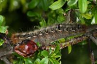 Lasiocampa quercus